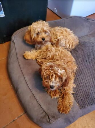 Callie and Katie the Cavapoos