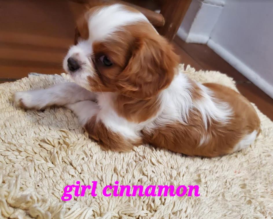 Available Cavalier Puppies for Sale Coastal Paws and Claws