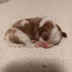 Cavalier Puppy for sale