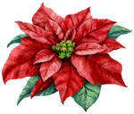 poinsettia