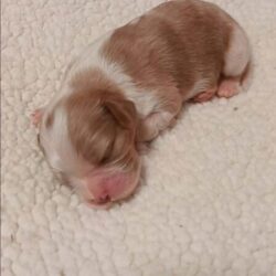 Cavalier puppy for sale