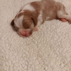 Cavalier Puppy for sale