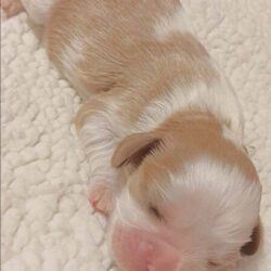 Cavalier puppy for sale