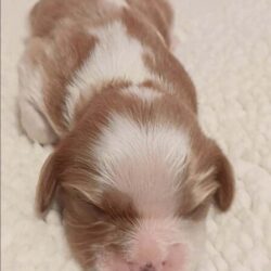 Cavalier puppy for sale