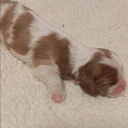 Cavalier puppy for sale