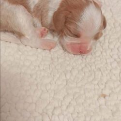 Cavalier puppy for sale