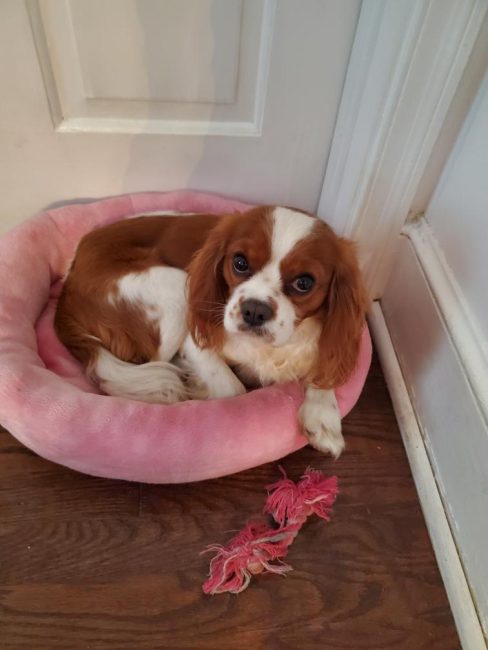 Akc registered cavalier Duke daddy of puppies